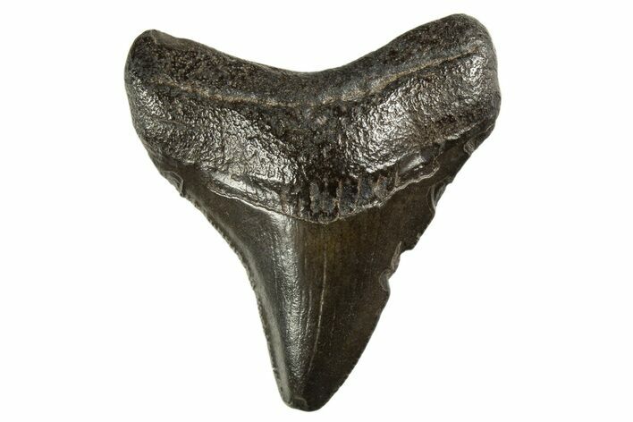 Juvenile Megalodon Tooth - South Carolina #312125